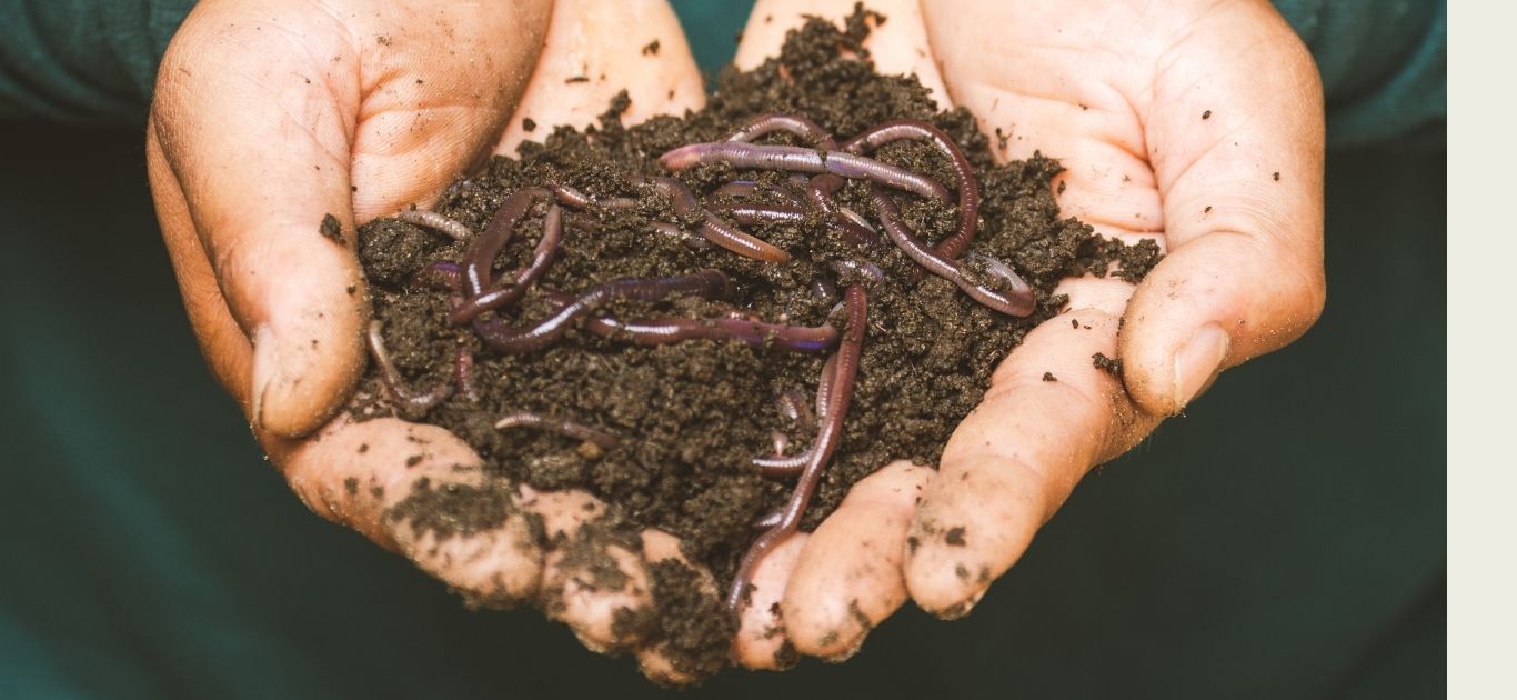 A healthy earthworm resting on rich dark soil in an Irish garden